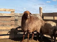 Qoyun, Kazakh fat-tailed coarsewool sheep — foto 1