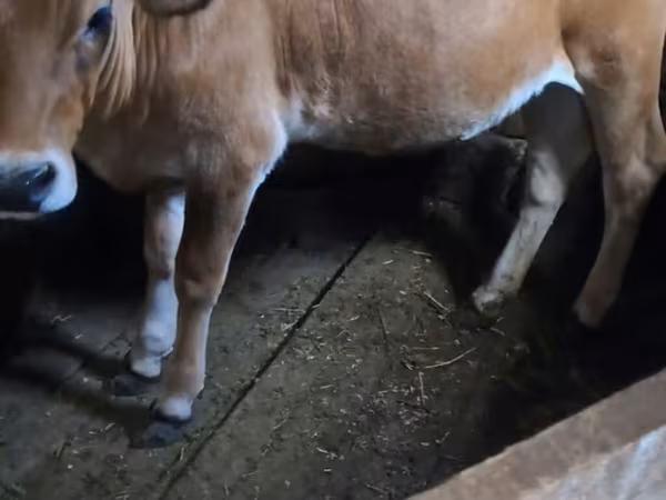 Cow, Simmental cattle