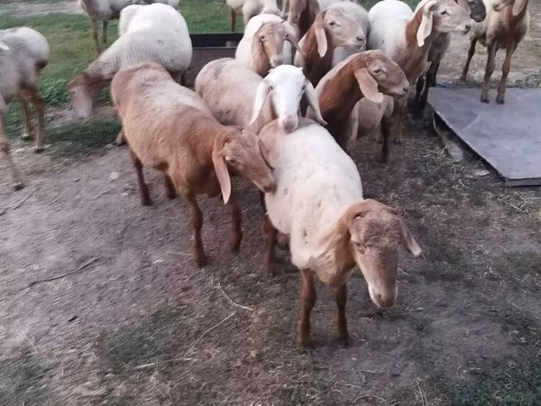 Carnero, Rhon sheep