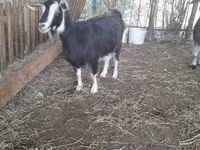 Goat, Goats — photo 2
