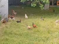 Chickens — photo 6