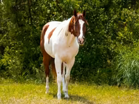 At, American paint horse — foto 3