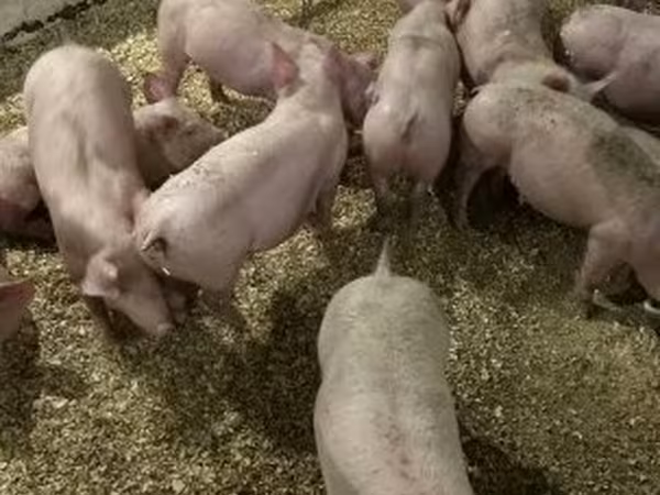 Świnie (partia, płeć nieokreślona), Гипор
