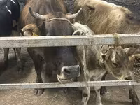 İnək, Ukrainian Brown Dairy Cattle — foto 2