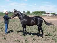 At, Standardbred — foto 4