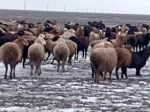 Qoç, Qoyunlar