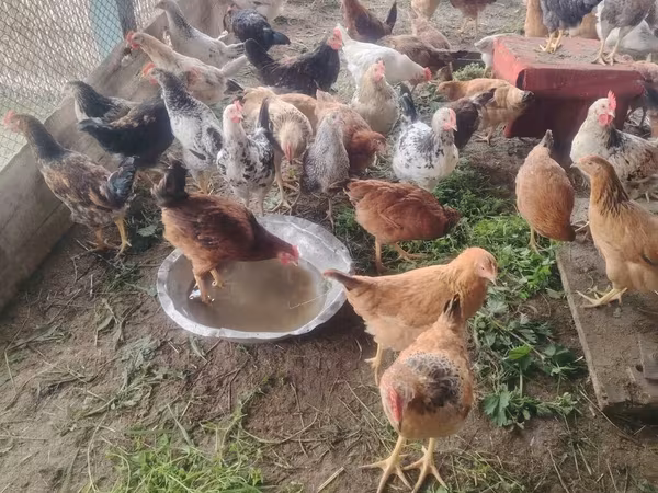 Chickens — Azərbaycan