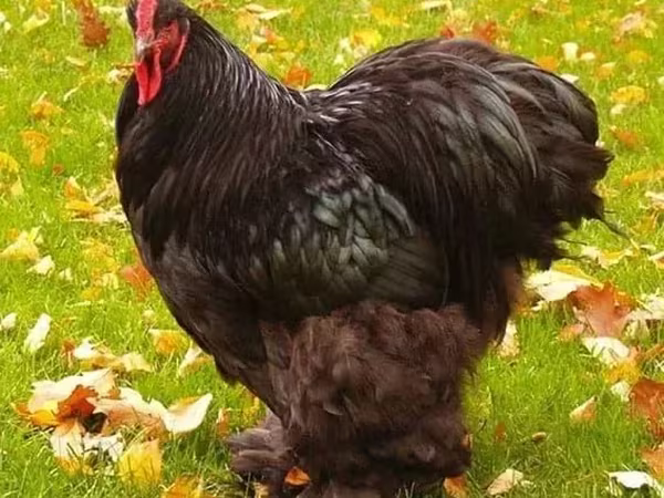 कोचीन