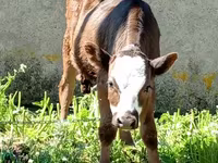 Bulle, Rinder — Foto 3