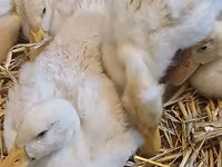 German Pekin — photo 1