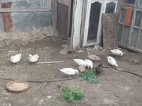 Ducks — photo 7