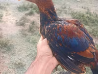 Chickens — الصورة 4