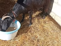 Dişi keçi, Saanen goat — foto 2
