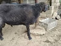 Qoç, Qoyunlar — foto 1