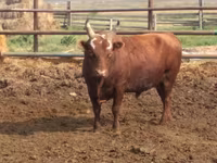 Bull, Kalmyk breed — photo 1