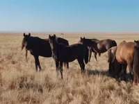 At, Mugalzhar horse — foto 7