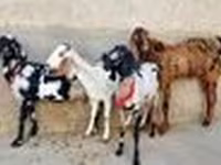 Cabra, Cabras — foto 5