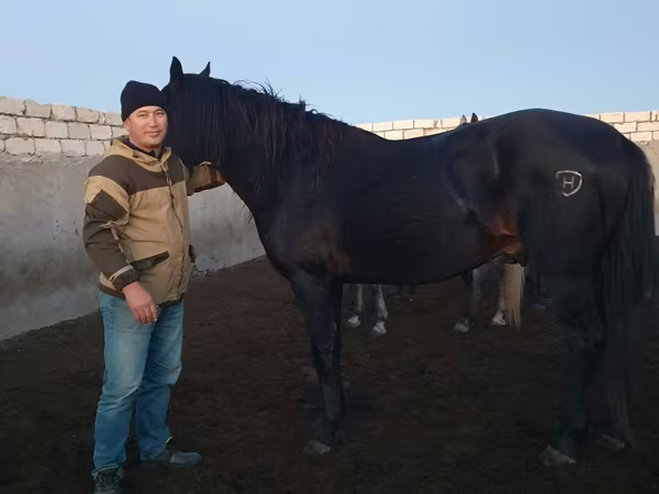 At, Kushum Horse