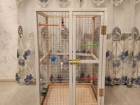Papuqay,dovşan,hamster,şinşila,bildirçin,cücə,xamyak,pişik,quş,tısbağa — фото 2