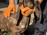 Koza, Kamori goats — zdjęcie 1