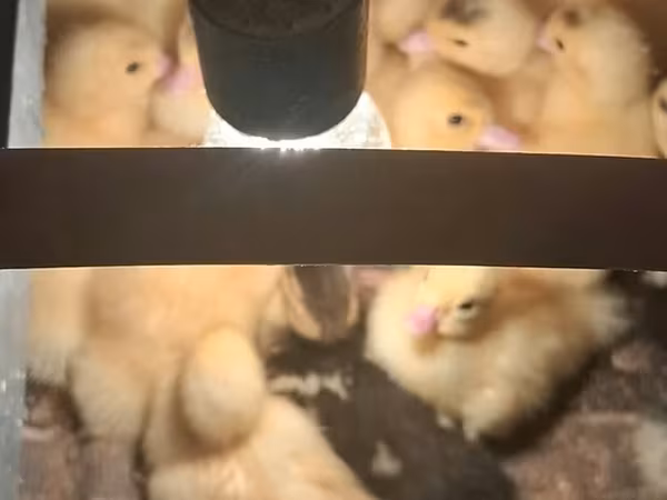 Ducks — Azerbaijan