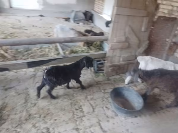 Cabras (lote, sexo não especificado), Cabras