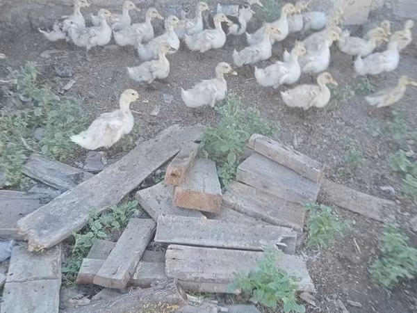 German Pekin — Azerbaijan
