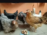 Chickens — 2-rasm