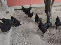 Chickens — photo 7