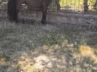 Cavalo, Australian Pony — foto 1