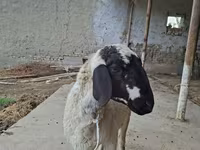 Qoç, Blackheaded Persian sheep — foto 3