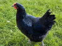 Chickens — 4-rasm