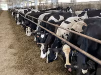 İnək, Yaroslavl cattle — foto 1