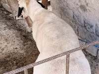 Qoyunlar (partiya, cinsi göstərilməyib), Qoyunlar — foto 4
