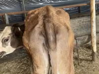 Cattle (batch, sex not specified), Simmental cattle — photo 1