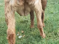 Dişi keçi, Nubian Goat — foto 3
