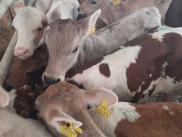 Buğa, Simmental cattle
