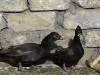 Domestic Muscovy — photo 3