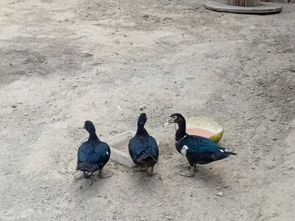 Domestic Muscovy — Azerbaijan