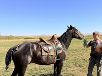 घोड़ा, Karachay horse — फ़ोटो 4