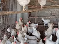 Chickens — Foto 4