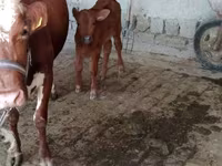 Krava, Simmental cattle — foto 3