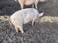 Eber, Schweine — Foto 1