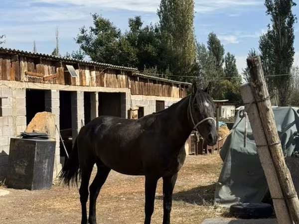 Конь, Лошади