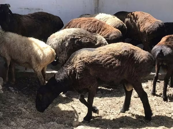 Qoç, Kazakh fat-tailed coarsewool sheep