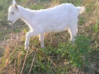 बकरी, Saanen goat — फ़ोटो 1