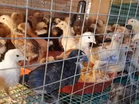 Chickens — Foto 3