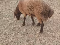 Sheep (batch, sex not specified), Sheep — photo 1