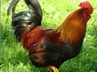 Chickens — الصورة 4