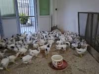 Chickens — photo 5